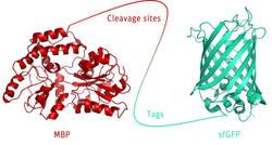 illustration cleavage and tag control protein trenzyme