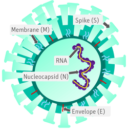 SARS-CoV-2 Corona virus graphic modell