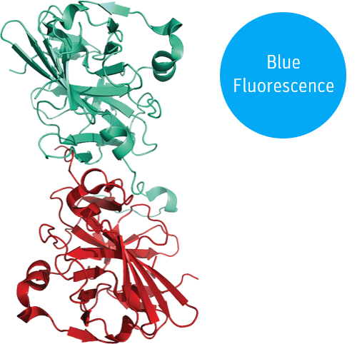 blueTEV structural model 3D graphic button bfp blue fluorescence