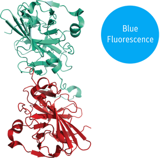 blueTEV Cleavage Protein Kit structural models 3D graphics