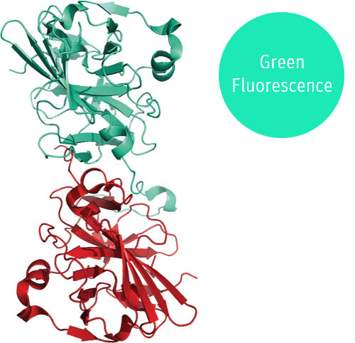 greenTEV structural model green fluorescence