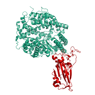 Structural model of hACE2 Protein (ECD), Avi/His-Tag, non-biotinylated