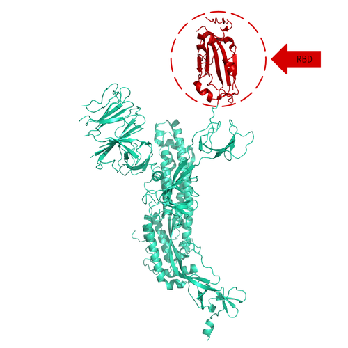 Structural model of Spike S1 Protein (RBD), lyophilized formulation