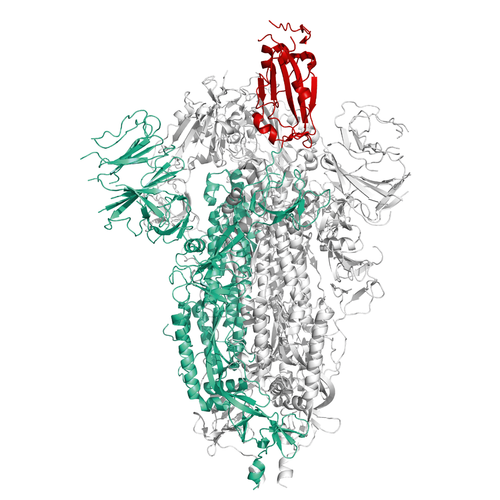 Structural model of S Protein, GFP/His-Tag, Stabilized Trimer