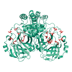 Structural model of 3CL-Mpro Protein, Tag-free