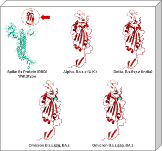 Structural Models of Wildtype and the Variants of the SARS-CoV-2 S1 (RBD) Wildtype and Mutant Bundle (Ultrastable Variants)