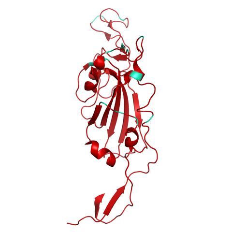 Structural model of SARS-CoV-2 S1 (RBD) Omicron B.1.1.529, BA.2, GFP/His-Tag